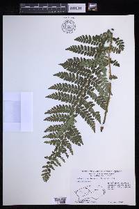 Polystichum braunii image