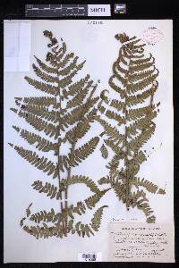 Dryopteris filix-mas image