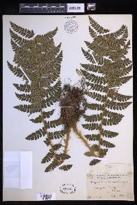 Polystichum braunii image