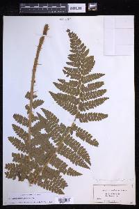 Polystichum braunii image