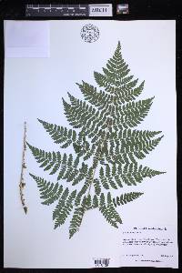 Dryopteris expansa image