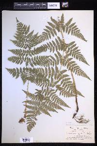 Dryopteris arguta image