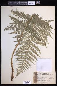 Dryopteris arguta image