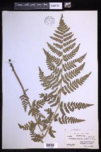 Dryopteris × triploidea image