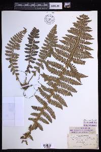 Polystichum braunii image