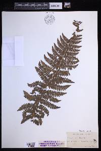 Polystichum braunii image