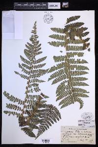 Polystichum braunii image