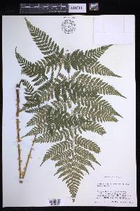 Dryopteris × triploidea image