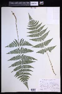 Dryopteris × triploidea image