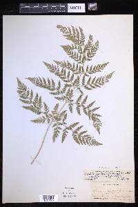 Dryopteris rossii image