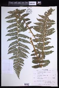 Polystichum braunii image