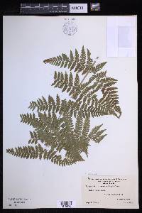 Dryopteris × triploidea image