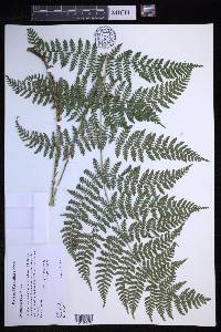 Dryopteris × triploidea image