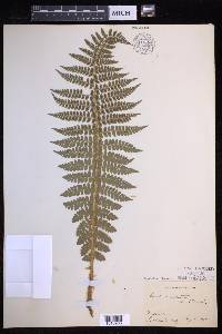 Polystichum braunii image