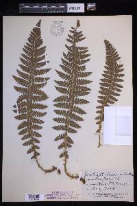 Polystichum braunii image