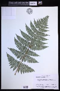 Dryopteris × triploidea image