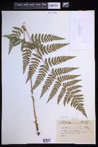 Dryopteris × triploidea image