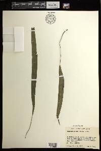 Deparia lancea image