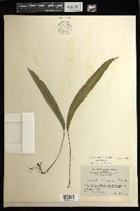 Deparia lancea image