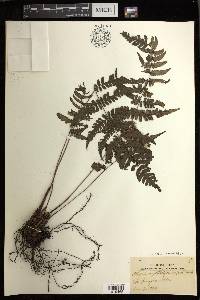 Diplazium cyatheifolium image