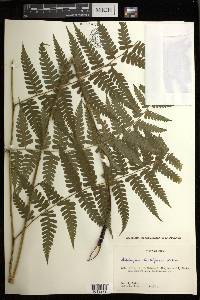 Diplazium hachijoense image
