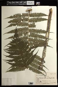 Diplazium harpeodes image