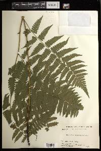 Diplazium hachijoense image