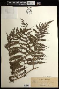 Diplazium fructuosum image