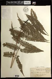 Diplazium deltoideum image