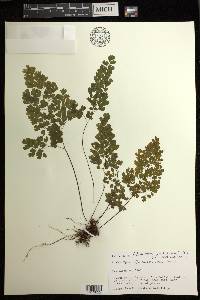 Adiantum raddianum image