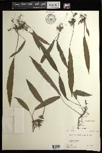 Deparia lancea image