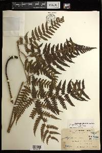 Diplazium griffithii image
