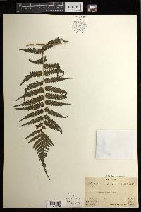 Diplazium harpeodes image