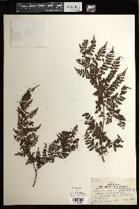 Athyrium oosorum image