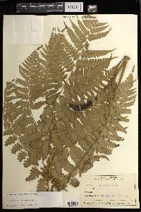 Diplazium hachijoense image