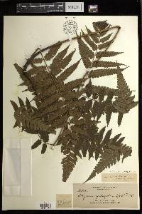 Diplazium cyatheifolium image