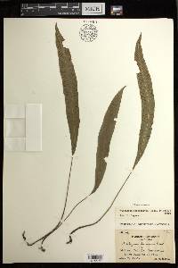 Deparia lancea image