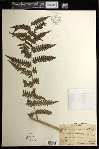 Diplazium harpeodes image