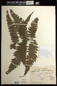 Diplazium latifolium image