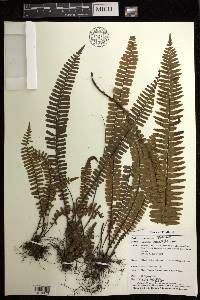 Asplenium pellucidum image