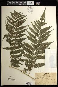 Diplazium harpeodes image