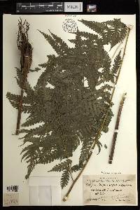 Diplazium harpeodes image