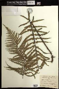 Asplenium horridum image