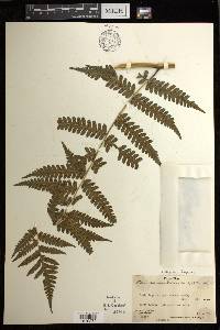 Diplazium harpeodes image