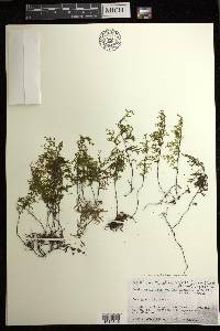 Hymenophyllum recurvum image