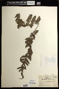 Diplazium harpeodes image