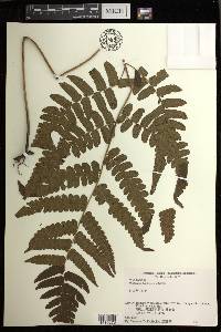 Diplazium hachijoense image