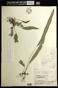 Deparia lancea image