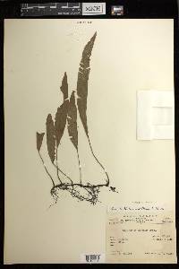 Deparia lancea image