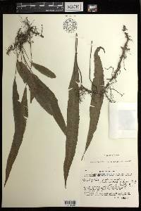 Deparia lancea image